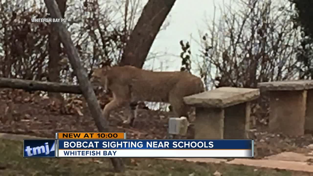 Third bobcat sighting reported in Whitefish Bay, now near schools