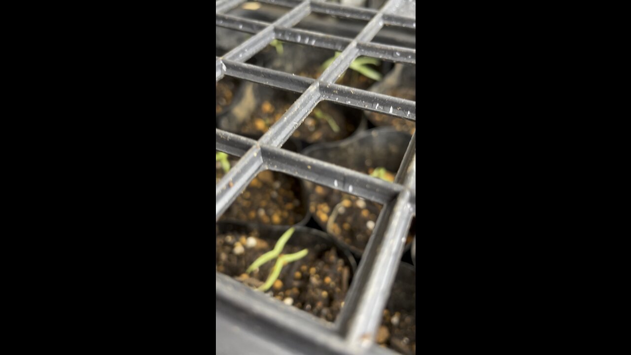 Seedlings