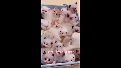 cutest kittens