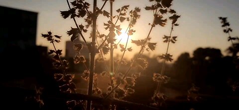 sunset plant view