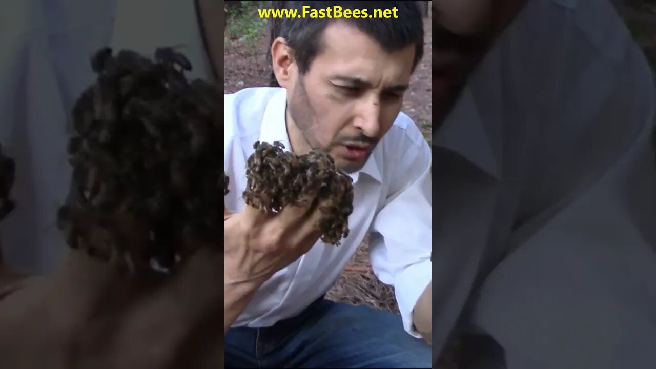 Fear Is A Very Negative Emotion, Bees Can Bee Your Friends