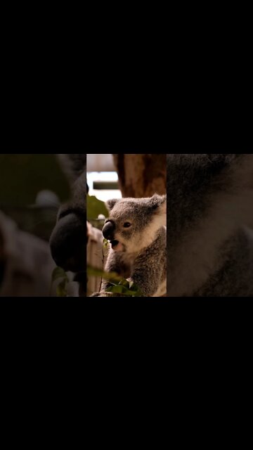Koala eating leaves from a branch