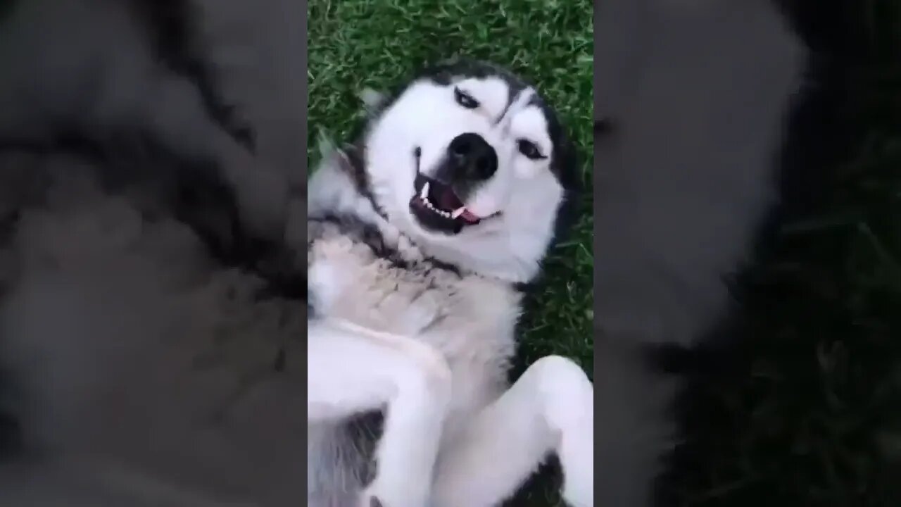 Get a husky they said😂