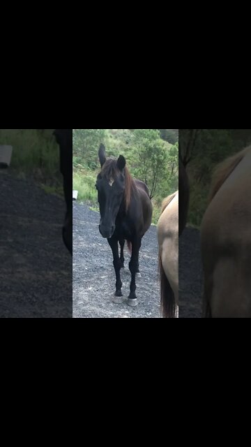 Elderly horse dozing near her human