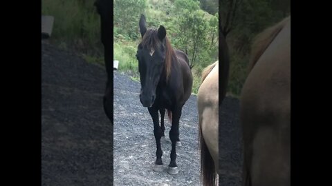 Elderly horse dozing near her human