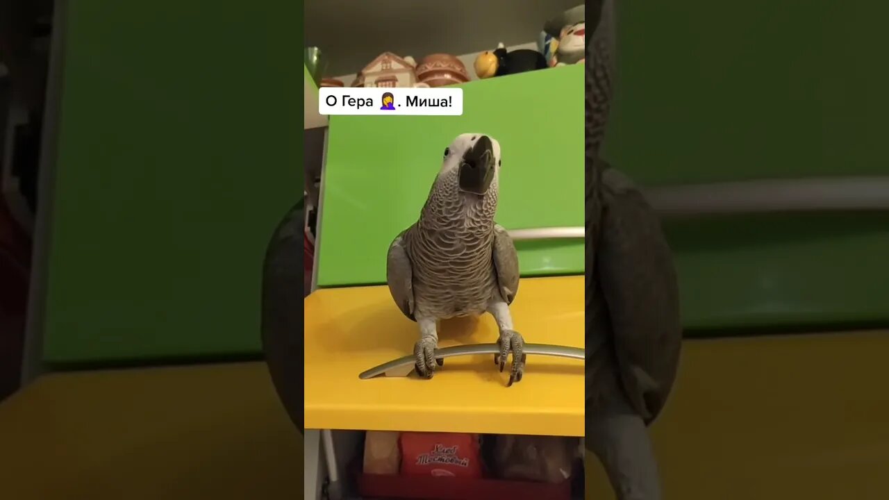 #shorts Смешные животные из Тик Ток 73 Funny animals from Tik Tok