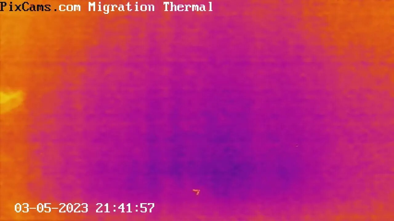 "V" Flock of ducks or geese during night spring migration captured on thermal camera 3/5/2023