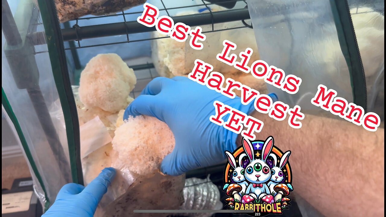 Best Lions Mane Harvest Yet with @MidwestGrowKits Ecosphere 3.0 and kits