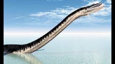 5 SEA SERPENT CAUGHT ON CAMERA