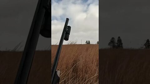 Rooster Pheasant hits a High Line Wire 😳😳 #mustwatch #pheasant #uplandhunting