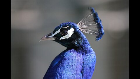 The most beautiful blue birds in nature.