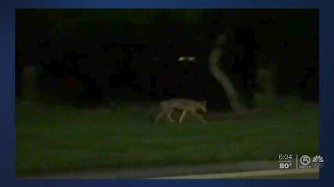 Officials issue safety tips as South Florida coyote populations booms