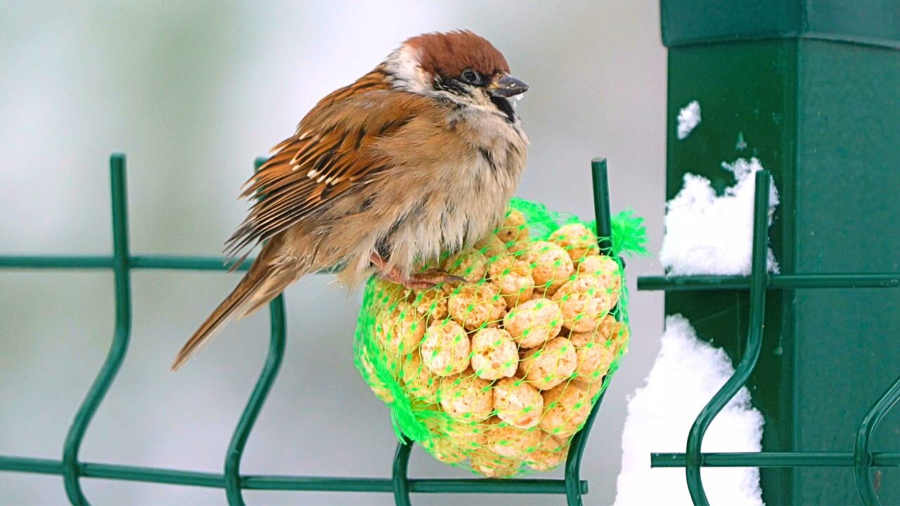 The Rough Looking Eurasian Tree Sparrow Is At It Again