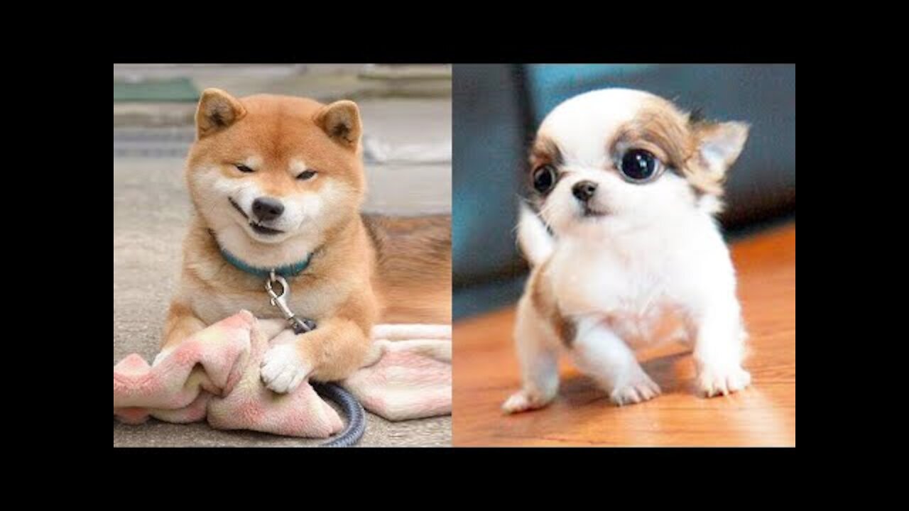 Funniest Animals - Best Of The 2021 Funny Animal V