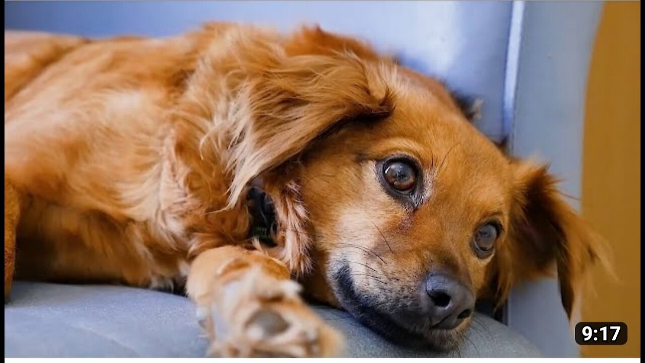 So emotional dog