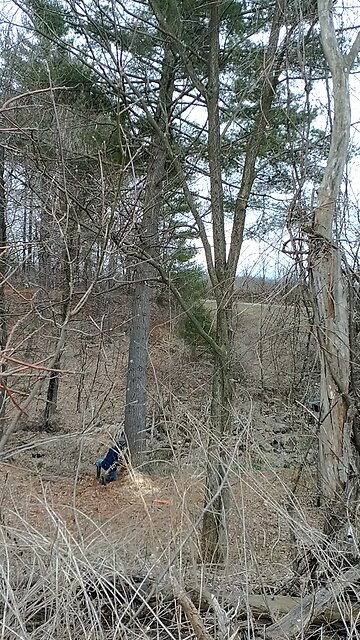 Dropping an 80' Pine