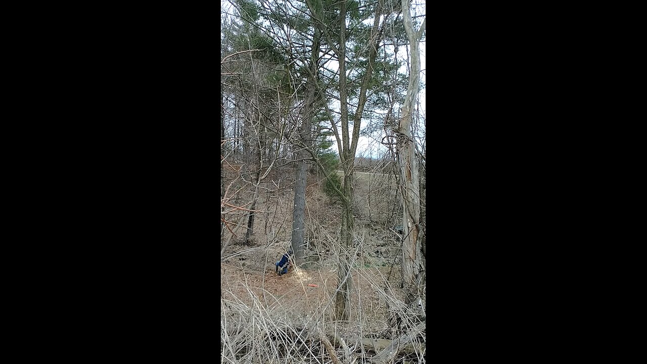 Dropping an 80' Pine