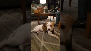 Ares Jack Russell perform "leave it" distracted by a dog in live guitar