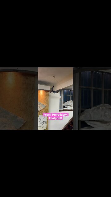 Fossil Pterodactyl footprint next to our new flying friend! #viral #dinosaur #jurassic #pterodactyl