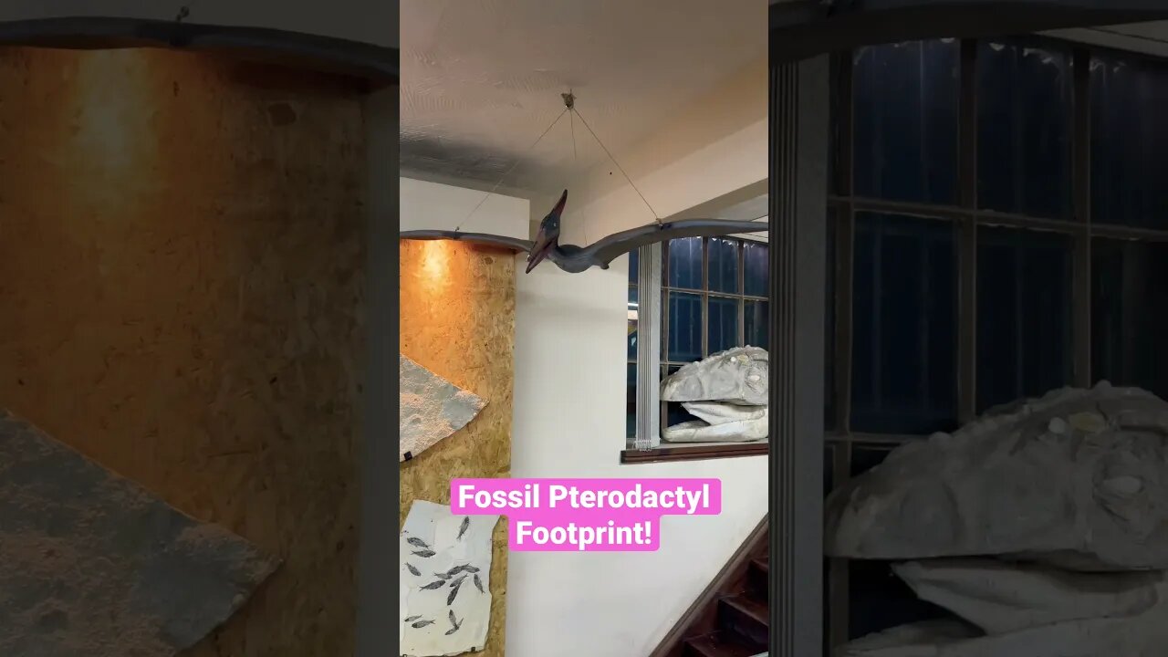 Fossil Pterodactyl footprint next to our new flying friend! #viral #dinosaur #jurassic #pterodactyl