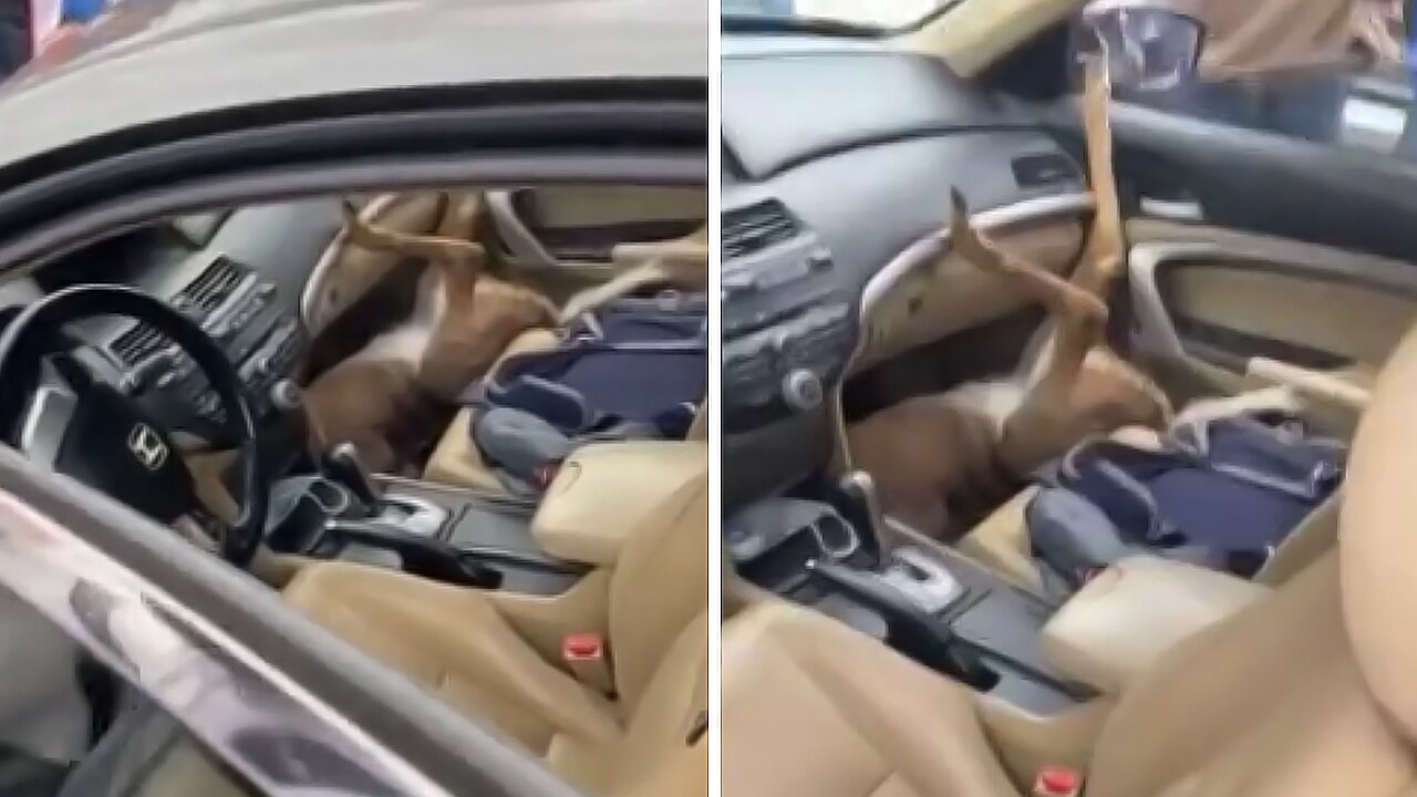 Deer somehow ends up in front seat of parked car