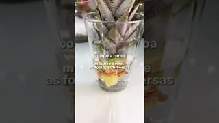 Aprenda a replantar seu abacaxi.