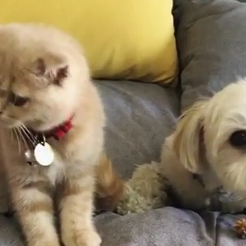 The Kitten smacked its lips