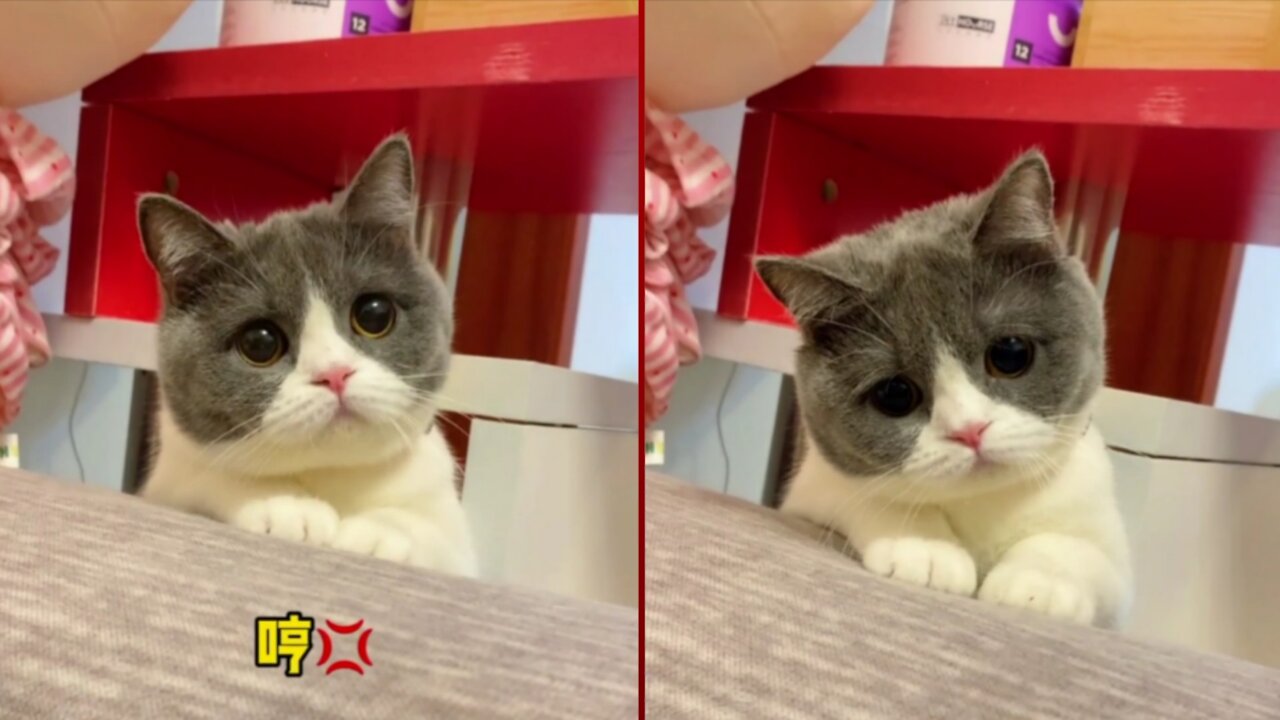 Don’t lose your little friend, others won’t pay it back