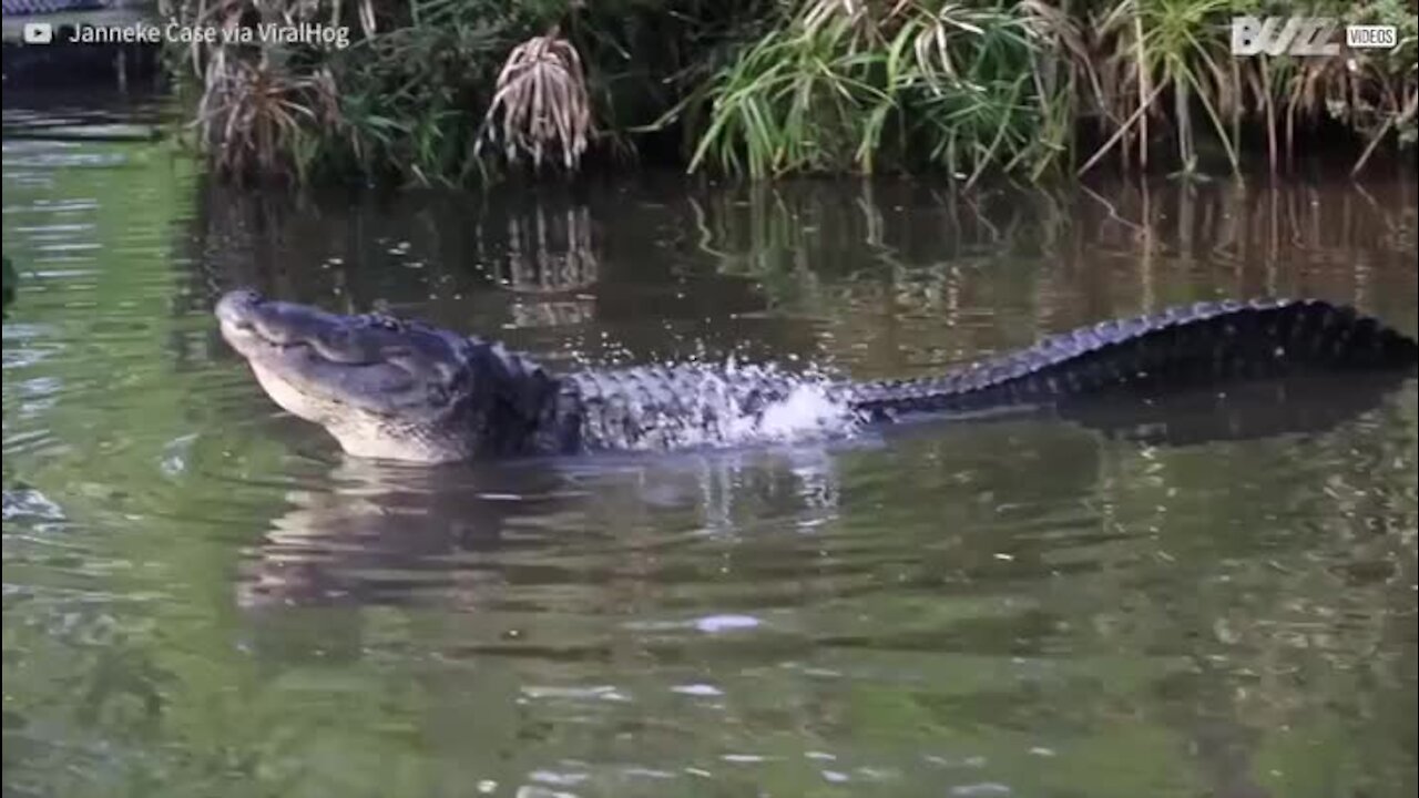 Voici le cri effrayant d'un alligator en rut!