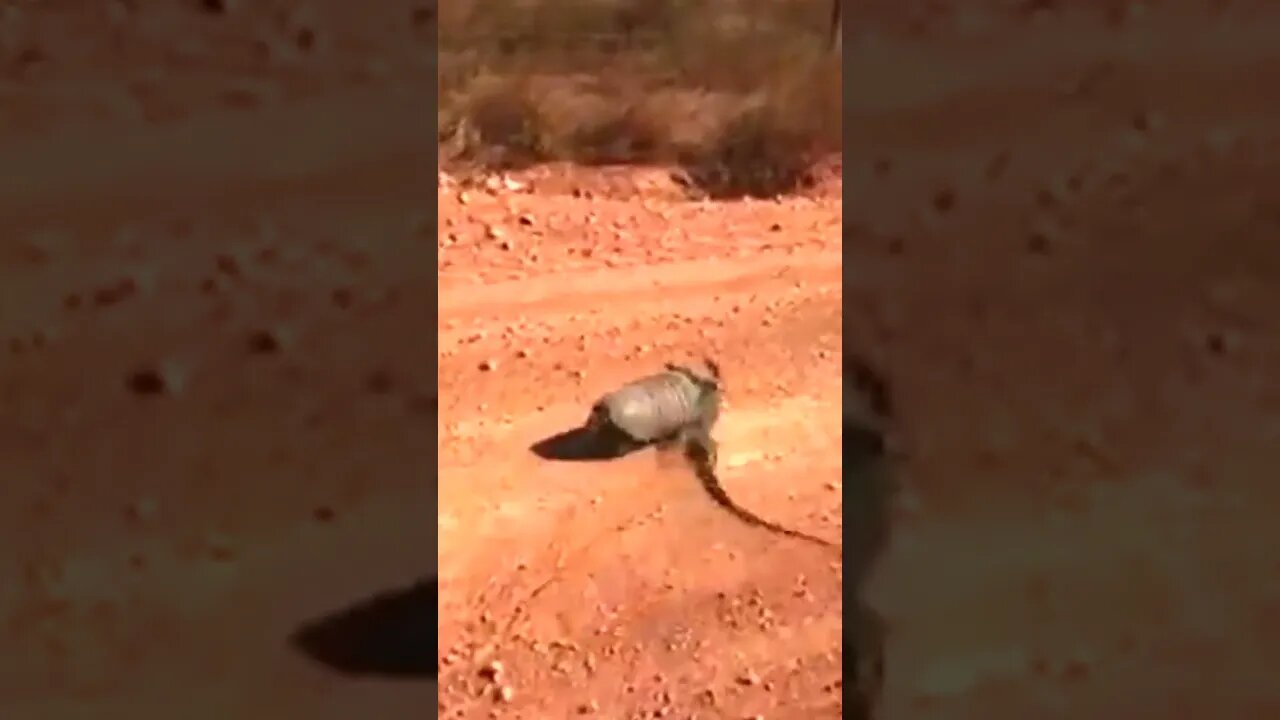 Sinistro Um Tatu Peba carregando um lagarto