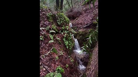 Old Forest Road: Water fall