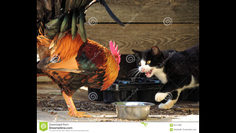 Cat and hen Fight in my home