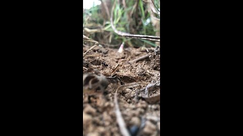 Insects survival