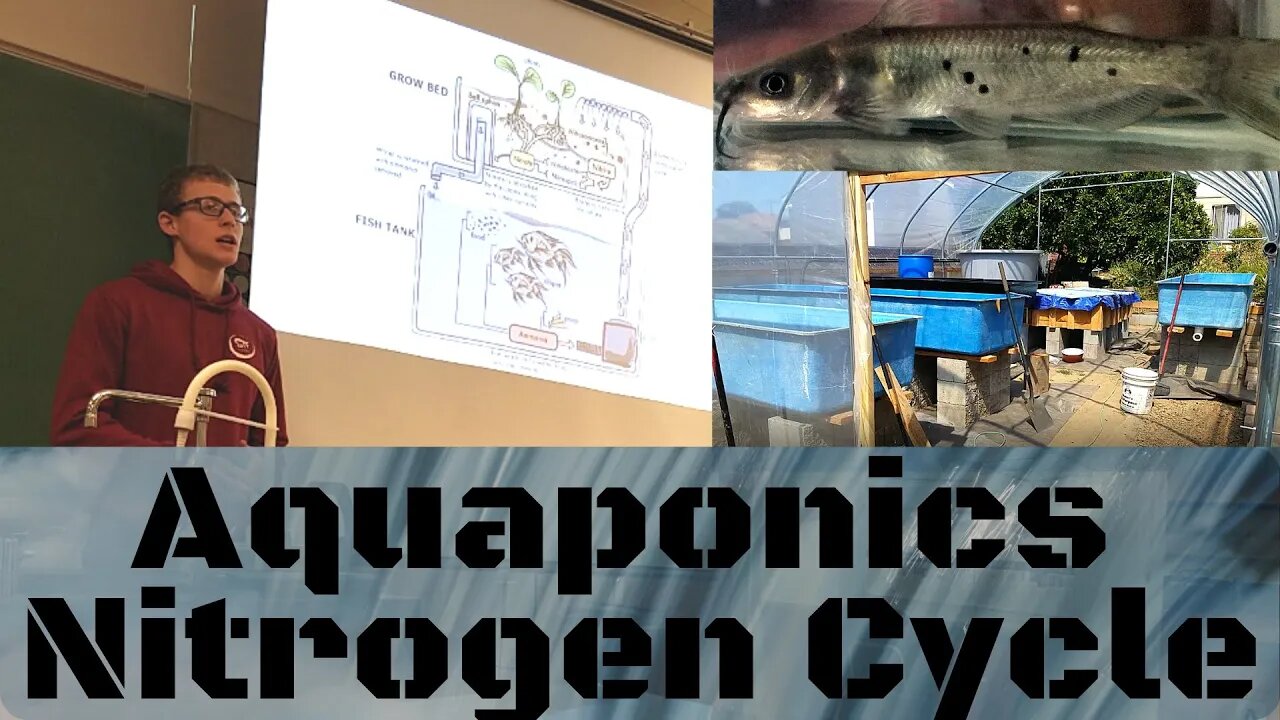 Aquaponics Nitrogen Cycle (Hybrid aquaponic system)