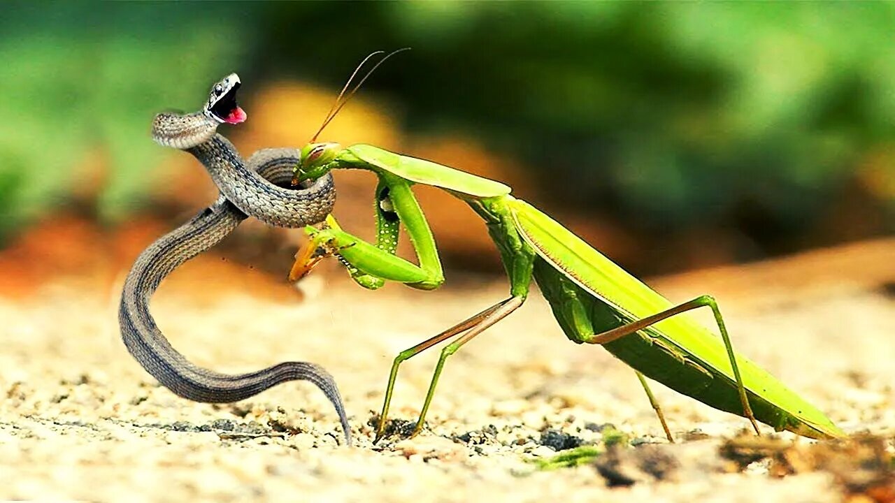 Praying Mantis Eating Snake While It's Still Alive.