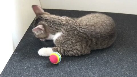 Sweet Small Cat ASMR 1.5 Hours