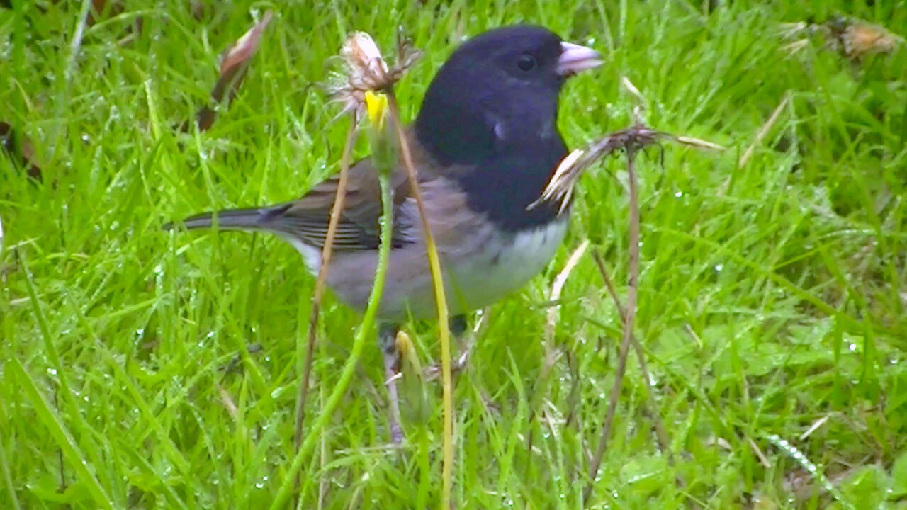 IECV NV #729 - 👀 Junco Eating Dandelion Seeds 10-21-2018
