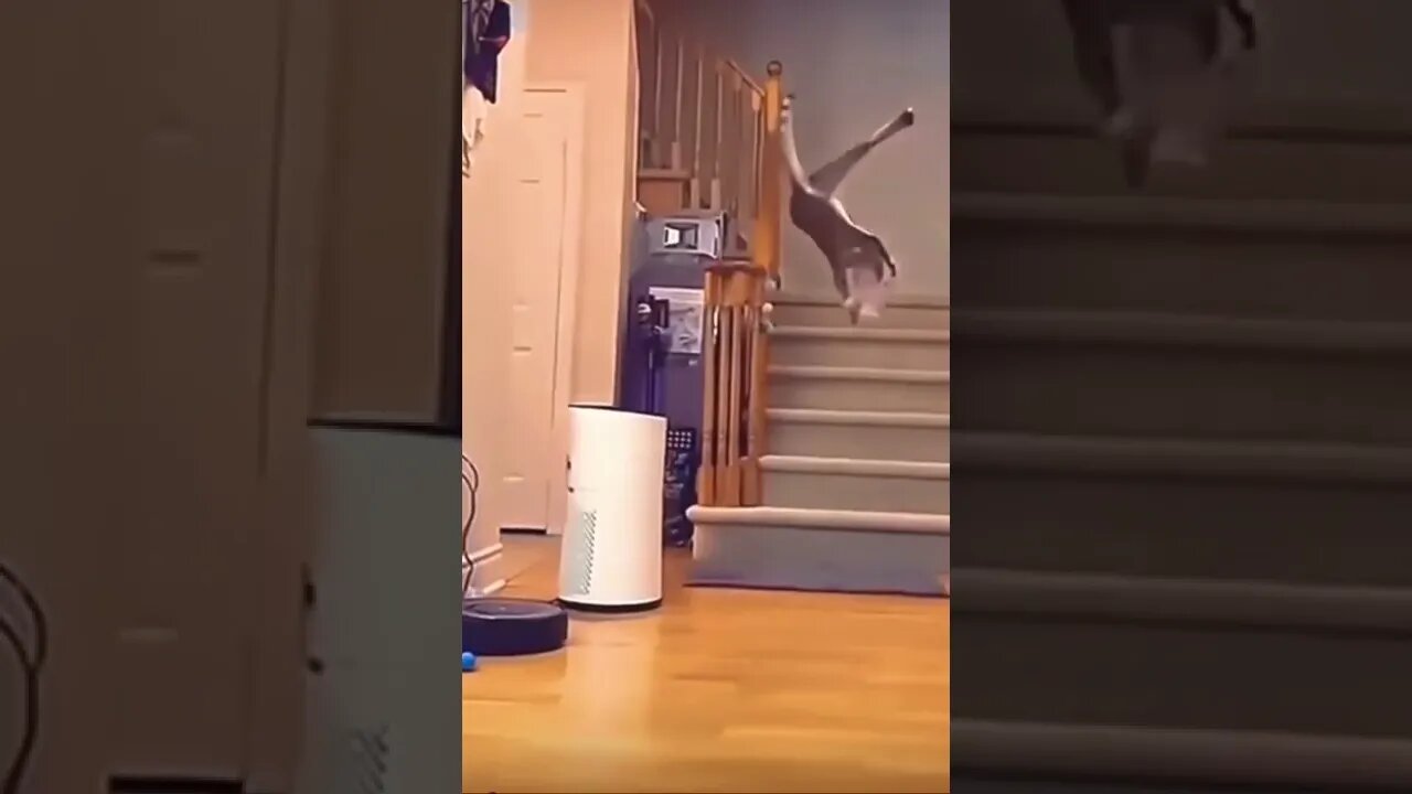 Wow flying cat 🐱 get this viral | #shorts | #viral | #funny