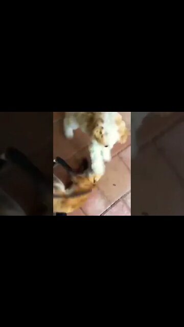 Fox excited to meet her dog best friend #shorts #animallover #animals #shortsfeed