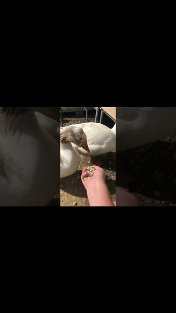 Failed attempt to video and feeding geese