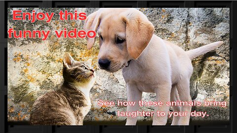 Cats and Dogs Bringing Laughter to Your Day❤️❤️🐱🐶