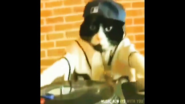 Funny pets video 😂| Entertainment 😁🤣|