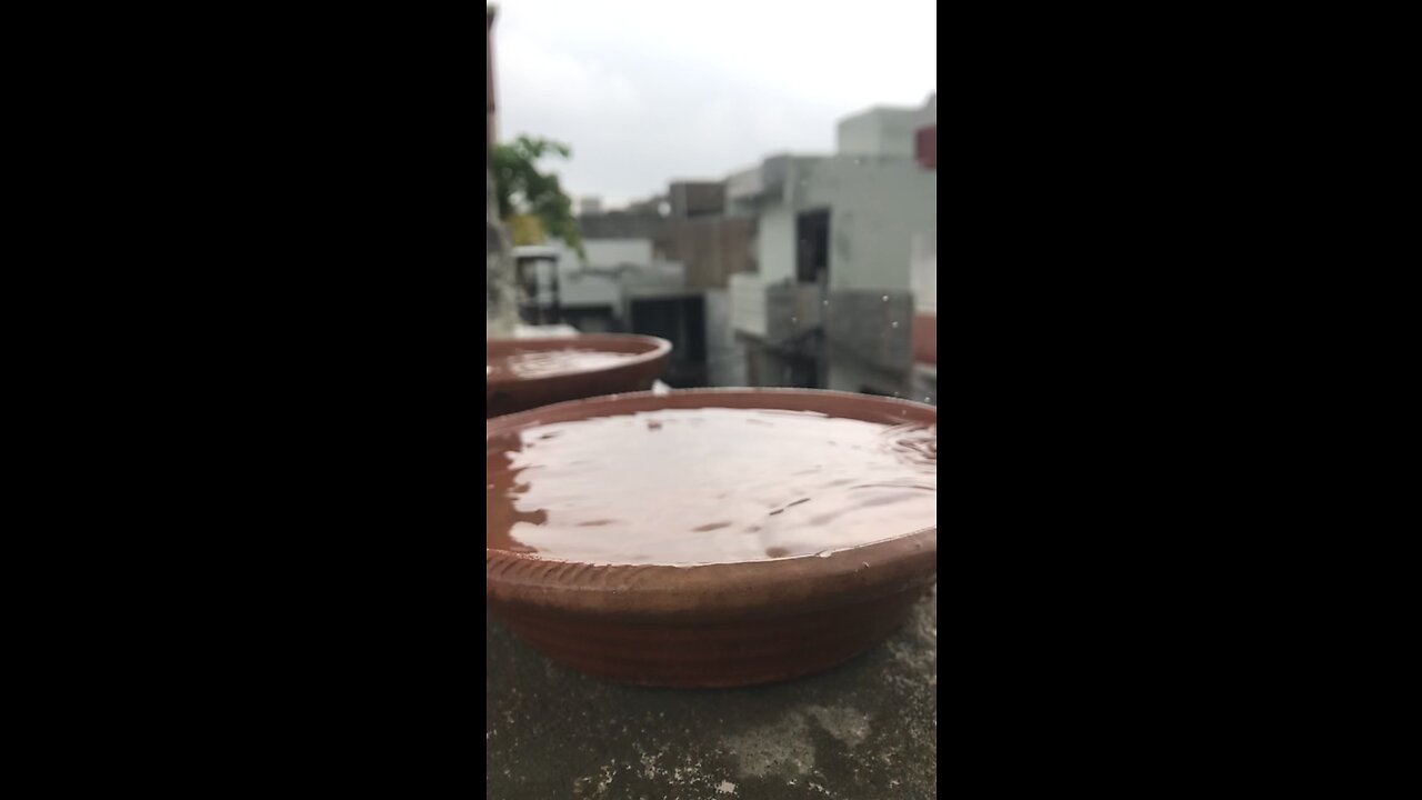 raindrops falling into bird's water mugs.