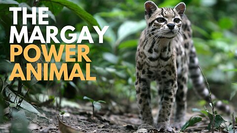 Margay Power Animal