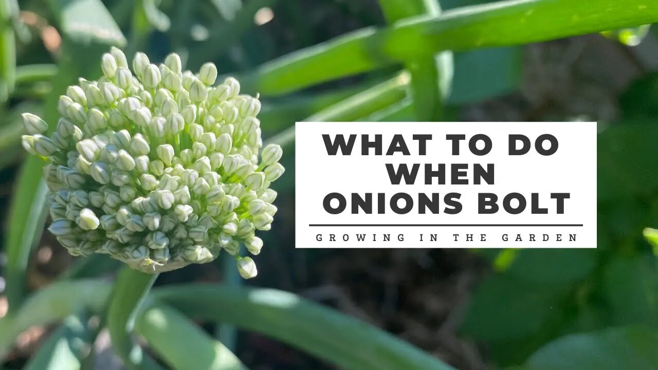 What to do when ONIONS BOLT: Growing in the Garden