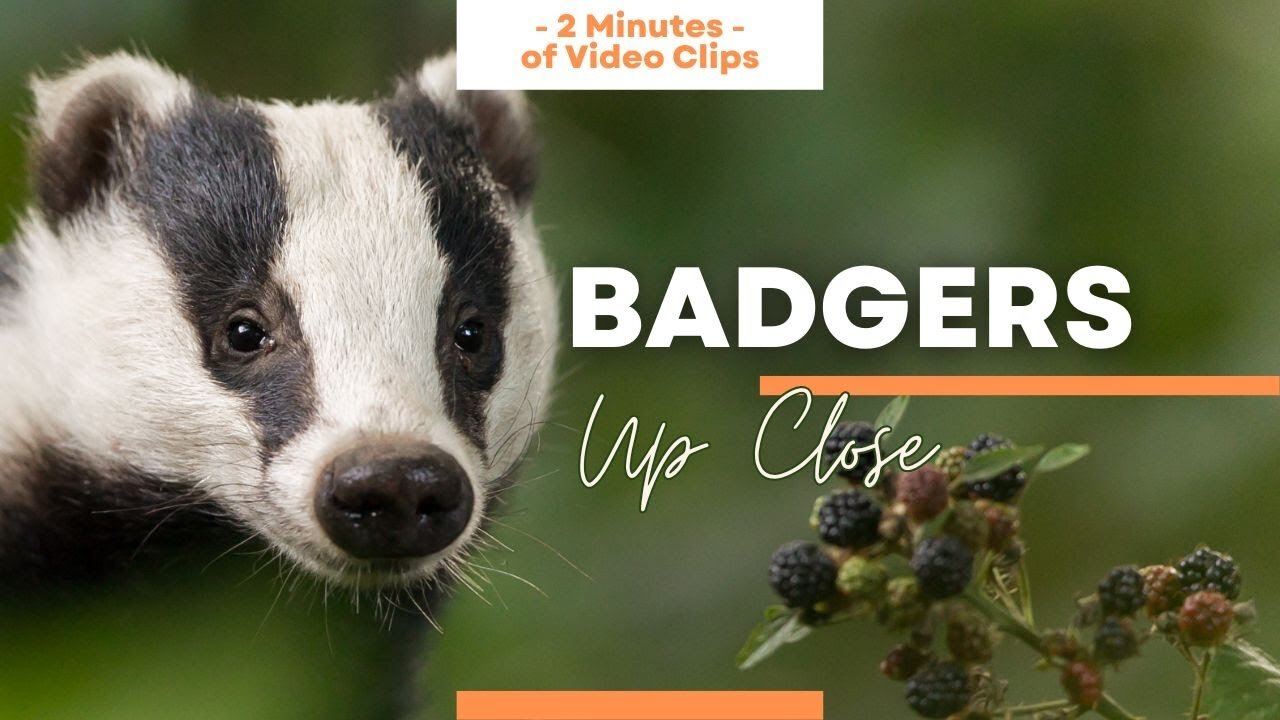 The Hidden World of Badgers 🦡 2 Minutes of Up Close Video Clips of God's Fascinating Creatures