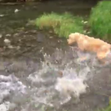 Playful Dog Becomes Terrified Of Large Salmon