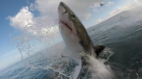 Swimmer Eaten by "Dinosaur Big" Great White Shark - Lloyd Skinner