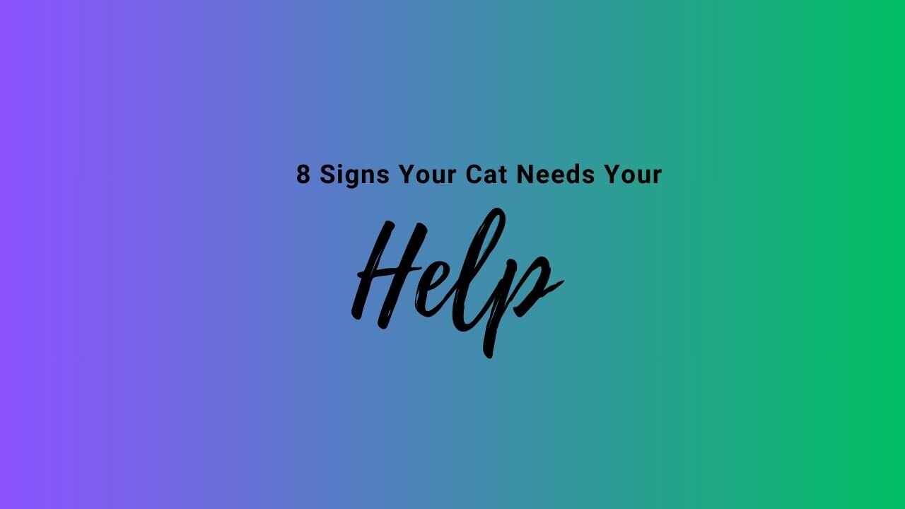 8 Signs Your Cat Needs Your Help