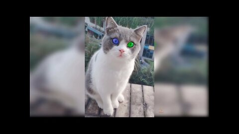 Funny Cat Videos